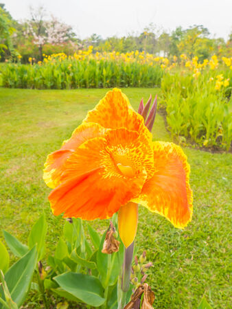 beautiful orange Canna flower in the parkの写真素材