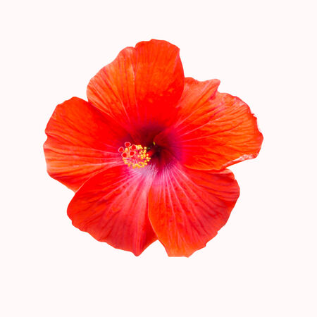 red hibiscus flower isolated on white backgroundの写真素材
