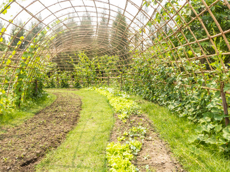 rolls of vegetable garden and bamboo tunnel for climbing plant.の写真素材