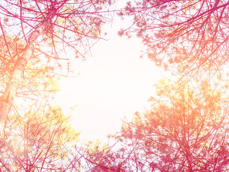 looking up to pine trees with vintage filter effectの写真素材