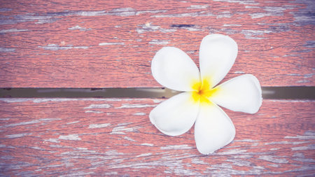 tropical white flower Plumeria on wood floorの写真素材
