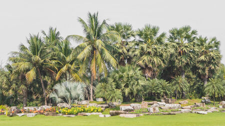 landscape of palm tree group in the parkの写真素材