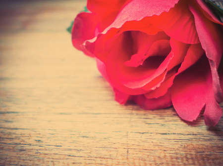 Close up red rose with soft focus and vintage filter effectの写真素材