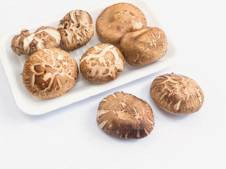 group of shiitake mushroom on the white backgroundの写真素材