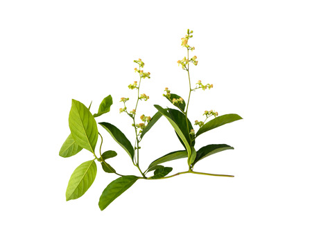 Isolated leaves with small flowers of vine creeper plantの写真素材