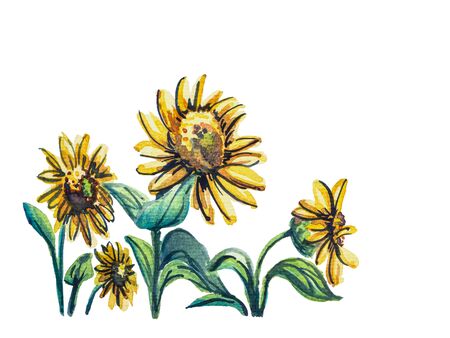 Group of yellow sunflowers isolated on white background, watercolor paintedの写真素材