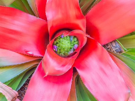 Close up heart of red bromeliad flowerの写真素材