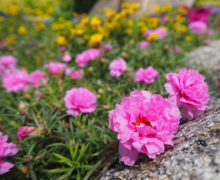 Close up beautiful  pink pusley flower near the rockの写真素材