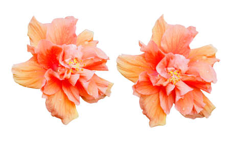 Close up beautiful hibiscus flower isolated on white backgroundの写真素材