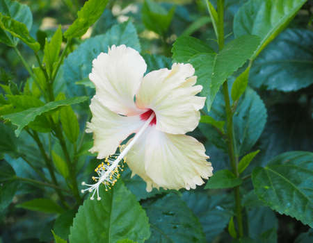 Close up beautiful hibiscus flower with green leavesの写真素材