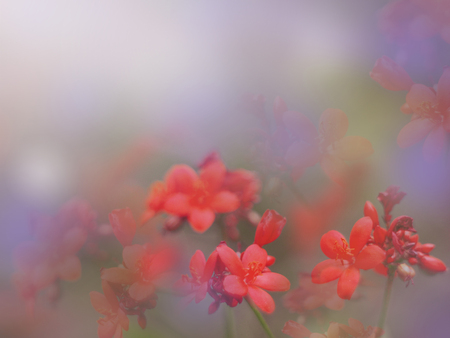 Floral abstract background.Blurred flower soft style with vintage filter effect.の写真素材
