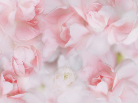 sweet pastel flowers with soft dreamy style for floral backgroundの写真素材
