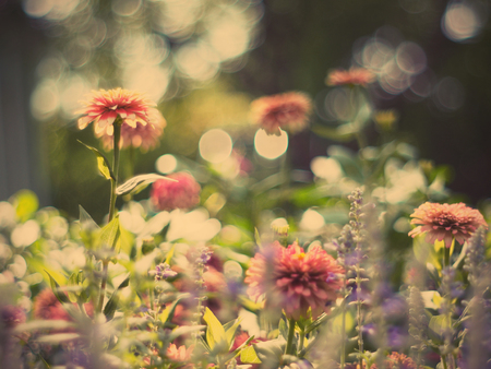 Floral abstract background.Blurred flower soft style with vintage filter effect.の写真素材