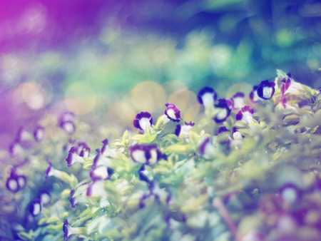 Floral abstract background.Blurred flower soft style with vintage filter effect. Wishbone flower (Torenia fournieri)violet tiny meadow.の写真素材