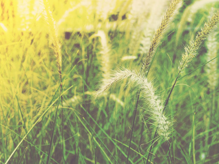 Close up grass flower. Soft style with vintage filter effect の写真素材
