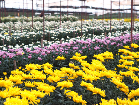 Row of colorful Chrysanthemum flowers in a greenhouseの写真素材
