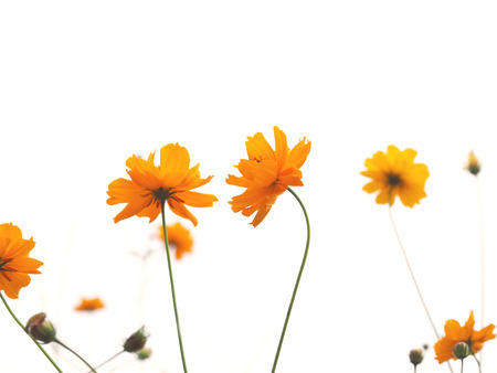 Close up yellow flowers blooming on white background