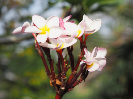 Close up white Plumeria tropical spa flower.の写真素材