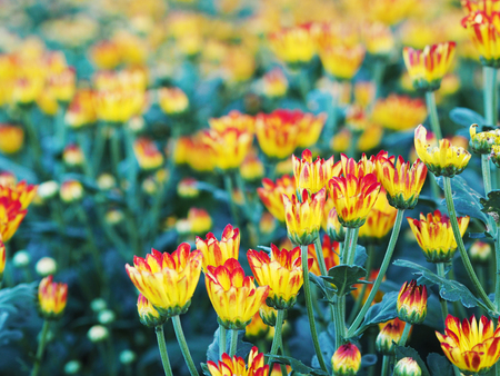 Row of colorful Chrysanthemum flowers in a greenhouseの写真素材