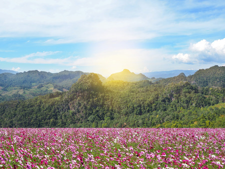 colorful flowers blooming in the field and mountains landscape with blue sky background.の写真素材
