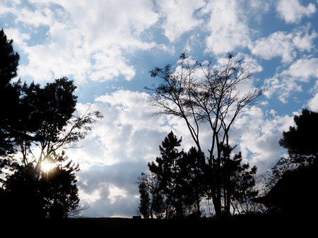 silhouette tree over dramatic cloud on the sky at sunset.の写真素材