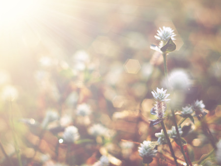 little white wild flowers meadow in the morning, vintage with soft style.の写真素材