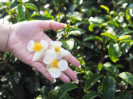 Flowers tea on woman's hand at tea tree farm.の写真素材
