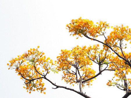 orange peacock flowers and branches isolated over white backgroundの写真素材