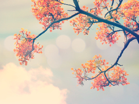 Look up to orange peacock flowers over blue sky with sunlight, vintage filter effectの写真素材
