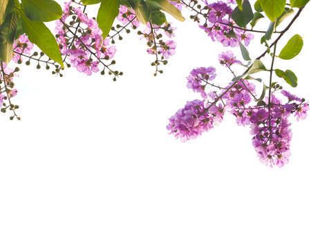 Close up violet flower and green leaves isolated on white backgroundの写真素材