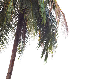 Close up coconut tree isolated on white backgroundの写真素材