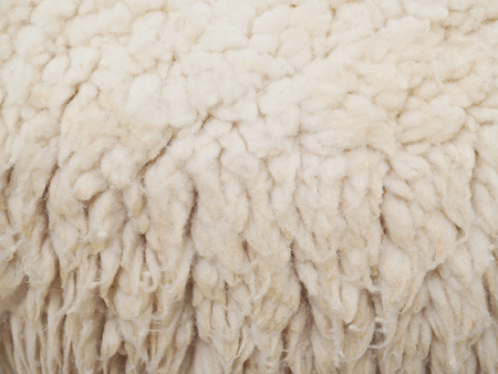 Close up wool sheep for texture and background.