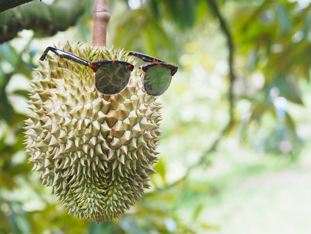 durian fruit wearing sunglasses on tree over green blurry background in the garden.
