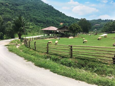Flock of sheep grazing at farm near mountain in Thailandの写真素材