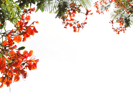Close up Peacock Flowers or Barbadose Pride isolated on white background.の写真素材