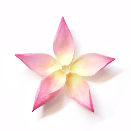 Set of petal lotus flower plant on white background, top view. Flat lay.の写真素材