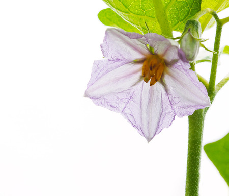 Close up purple flower of Thai eggplant isolated on white backgroundの写真素材
