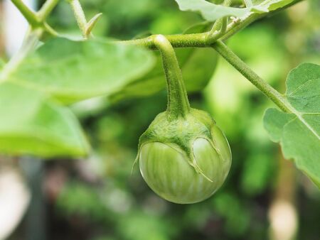 Close up fresh Thai eggplant with green leaves on branch in the gardenの写真素材
