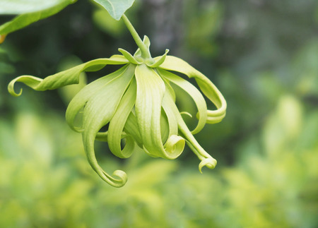 Close up green Ylang-Ylang flower on tree, for the manufacture of perfume and essential oil.の写真素材