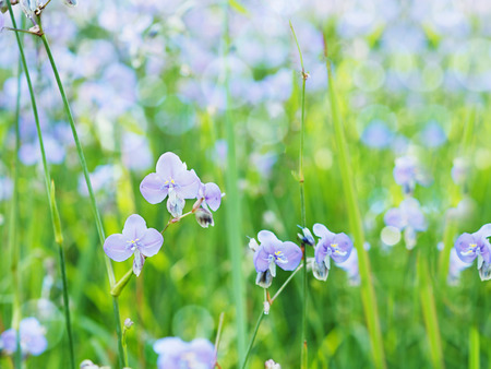 crested serpent sweet purple flowers and green leaves in the field.