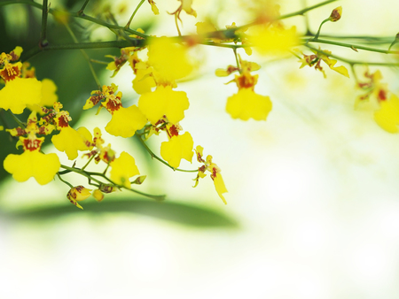 Yellow oncidium orchid branch in the garden for decoration and summer or spring nature background with copy space.の写真素材