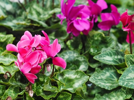 Cyclamen flowers in winter season at greenhouseの写真素材