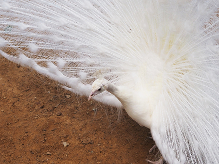 Close up white male peacock showing off its tail feather to mate.の写真素材
