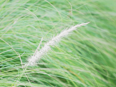 Close up white fluffy soft flower grass with blade leaves in green field for springtime and summer background.の写真素材