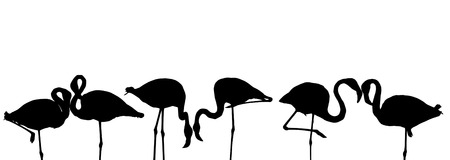 Set of silhouette bird flamingos standing isolated on white background.の写真素材