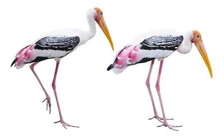 Paint storks large bird eat fish and live near the river or lake, isolated on white background.の写真素材
