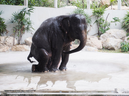 CHONBURI, THAILAND - December 04, 2017:Thai clever elephant show diary bathing shower at Khao Kheow Open Zoo, Chonburi, Thailand.のeditorial素材