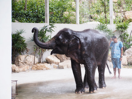 CHONBURI, THAILAND - December 04, 2017:Thai clever elephant show diary bathing shower at Khao Kheow Open Zoo, Chonburi, Thailand.のeditorial素材