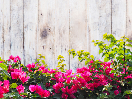 Close up pink Bougainvillea flower and green leaves at sunny day over vintage wood background with copy space. の写真素材