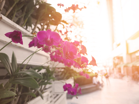 Vertical garden. Natural background. Orchid flower in white wooden box on the wall with sunlight...